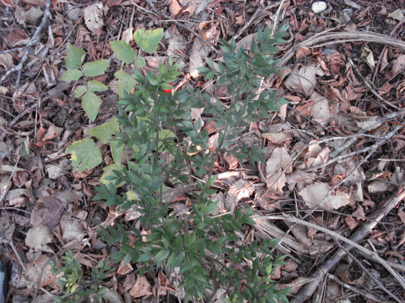 Ruscus aculeatus/Pungitopo